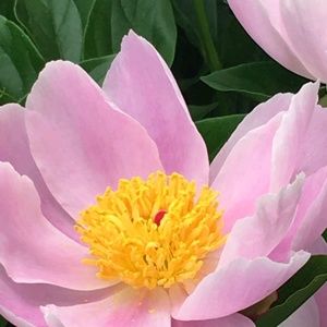 Meet your Posher, Sherry